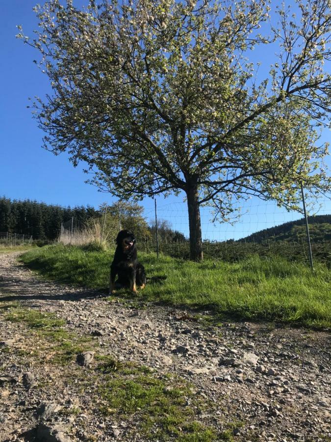 Villa Ortmanns Eulennest Finnentrop Esterno foto